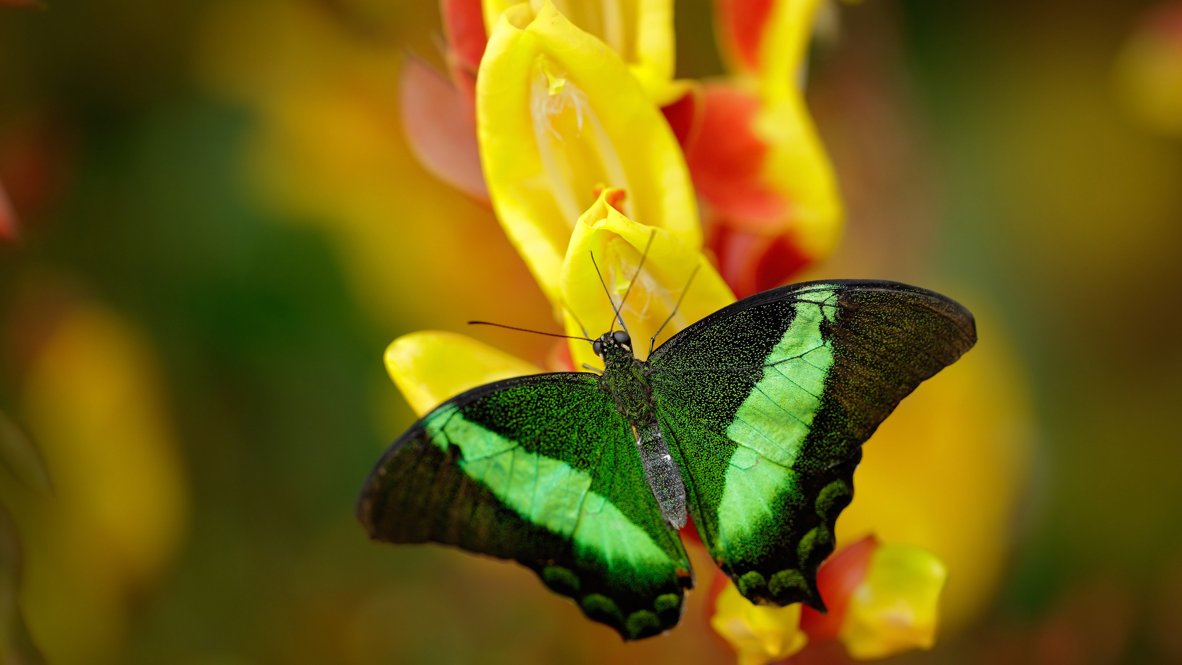 冷夜惊雷，阿圭罗替补导演逆转，皇家社会险胜瑞士豪门背后的战术棋局